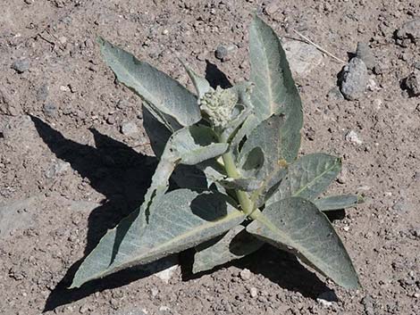 Desert Milkweed (Asclepias erosa)