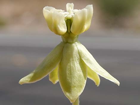 Desert Milkweed (Asclepias erosa)