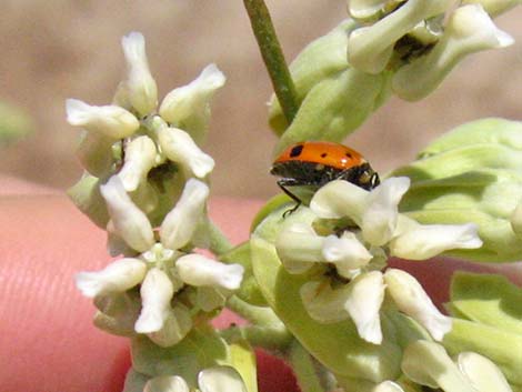 Rush Milkweed (Asclepias subulata)