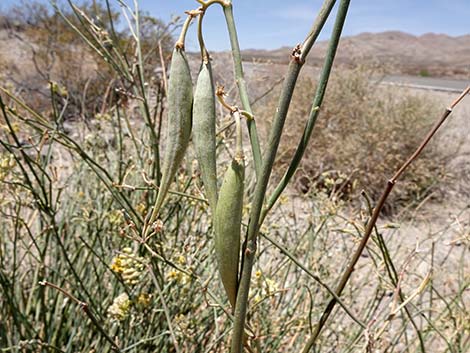 Rush Milkweed (Asclepias subulata)