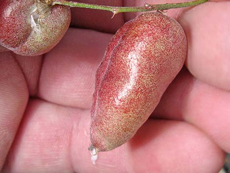 Clokey Milkvetch (Astragalus aequalis)