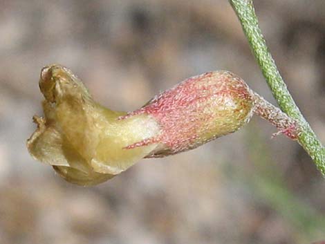 Clokey Milkvetch (Astragalus aequalis)