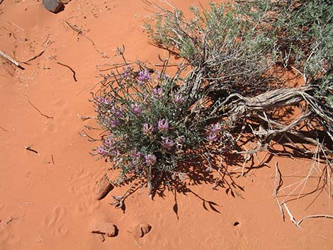 Crescent Milkvetch (Astragalus amphioxys)