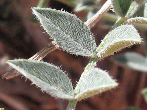 Crescent Milkvetch (Astragalus amphioxys)