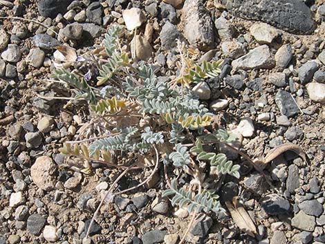 Crescent Milkvetch (Astragalus amphioxys)