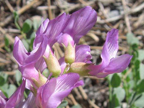 Beckwith's Milkvetch (Astragalus beckwithii)