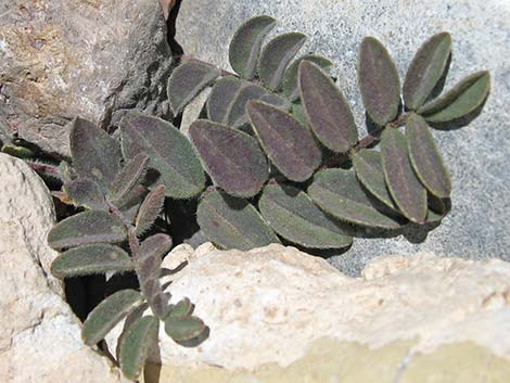 Minthorn's Milkvetch (Astragalus minthorniae)