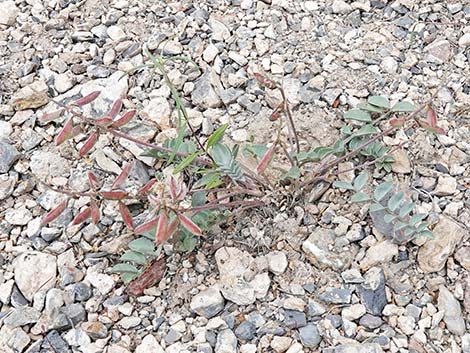 Minthorn's Milkvetch (Astragalus minthorniae)