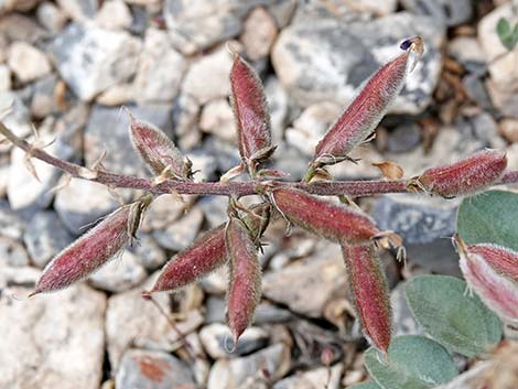 Minthorn's Milkvetch (Astragalus minthorniae)