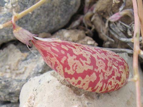 Clokey Egg Milkvetch (Astragalus oophorus var. clokeyanus)