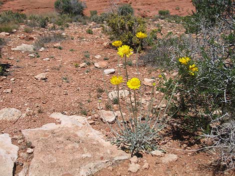 Desert Marigold (Baileya multiradiata)