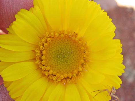 Desert Marigold (Baileya multiradiata)