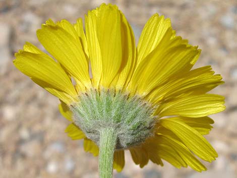 Desert Marigold (Baileya multiradiata)