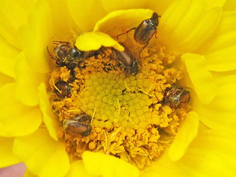 Desert Marigold (Baileya multiradiata)