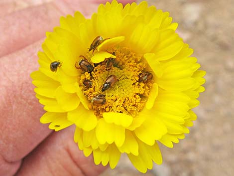 Desert Marigold (Baileya multiradiata)