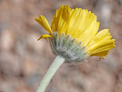 Desert Marigold (Baileya multiradiata)