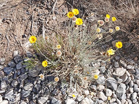 Desert Marigold (Baileya multiradiata)