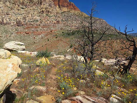 Desert Marigold (Baileya multiradiata)