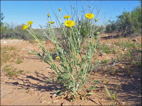 Woolly Desert Marigold (Baileya pleniradiata)