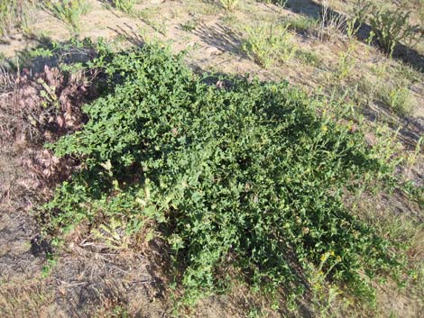 Desert Starvine (Brandegea bigelovii)