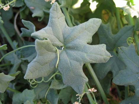 Desert Starvine (Brandegea bigelovii)