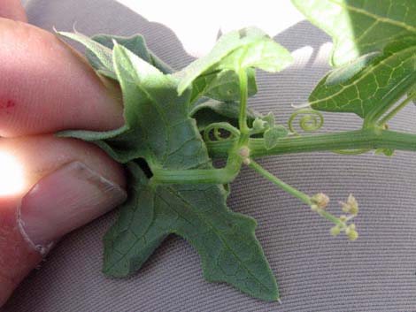 Desert Starvine (Brandegea bigelovii)