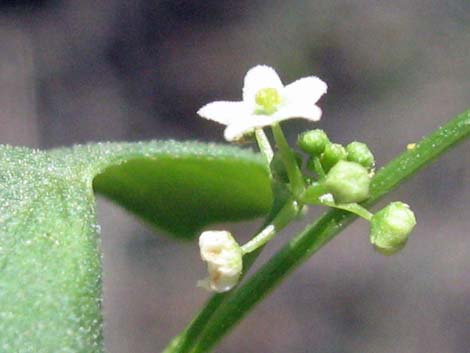 Desert Starvine (Brandegea bigelovii)