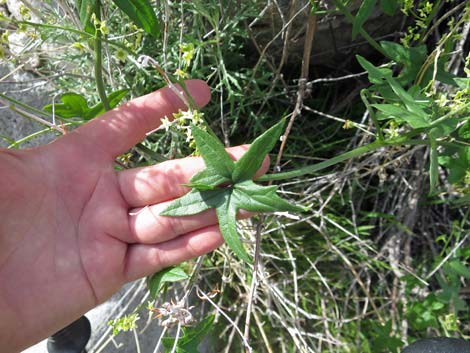 Desert Starvine (Brandegea bigelovii)