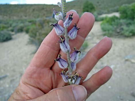 Thickstem Wild Cabbage (Caulanthus crassicaulis)