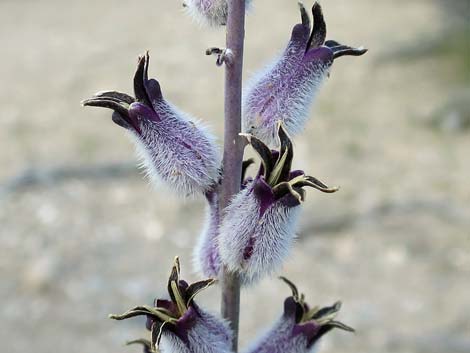 Thickstem Wild Cabbage (Caulanthus crassicaulis)