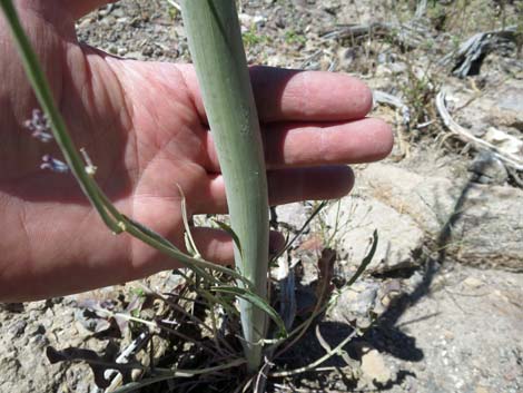 Thickstem Wild Cabbage (Caulanthus crassicaulis)