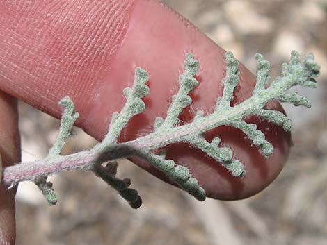 Douglas' Dustymaiden (Chaenactis douglasii)