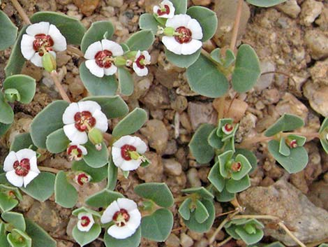 Whitemargin Sandmat (Chamaesyce albomarginata)