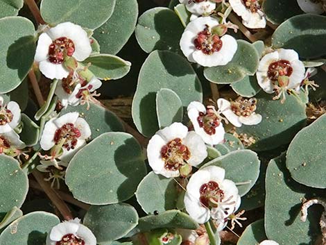 Whitemargin Sandmat (Chamaesyce albomarginata)