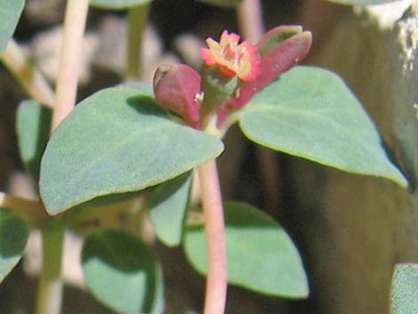 Fendler's Sandmat (Chamaesyce fendleri)