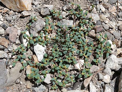 Fendler's Sandmat (Chamaesyce fendleri)