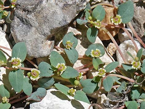 Fendler's Sandmat (Chamaesyce fendleri)