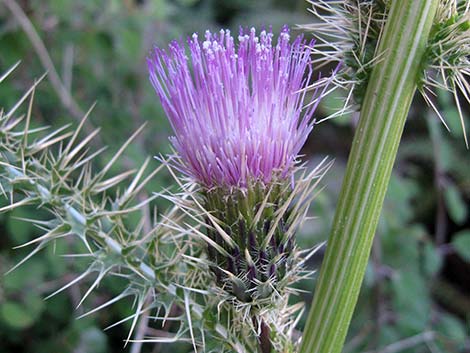 Clokey Thistle (Cirsium clokeyi)