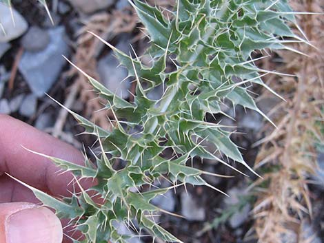 Clokey Thistle (Cirsium clokeyi)