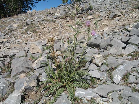 Clokey Thistle (Cirsium clokeyi)