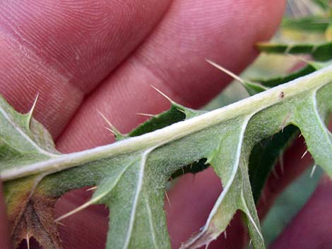 Clokey Thistle (Cirsium clokeyi)