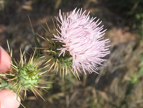 Mojave Thistle (Cirsium mohavense)