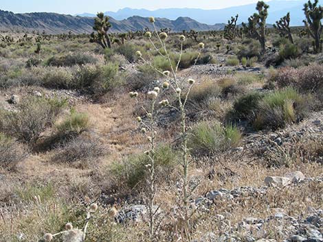 New Mexico Thistle (Cirsium neomexicanum)