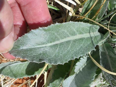 Virgin River Thistle (Cirsium virginensis)