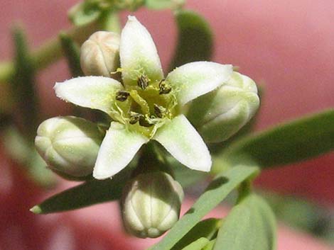 Bastard Toadflax (Comandra umbellata)