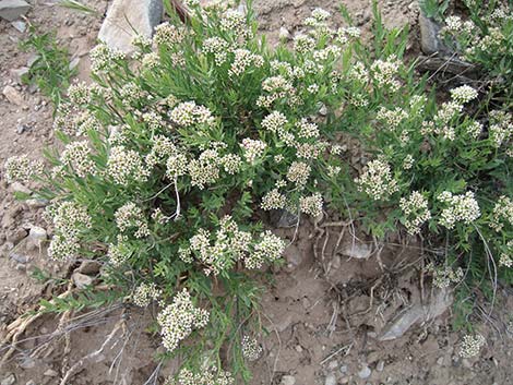 Bastard Toadflax (Comandra umbellata)