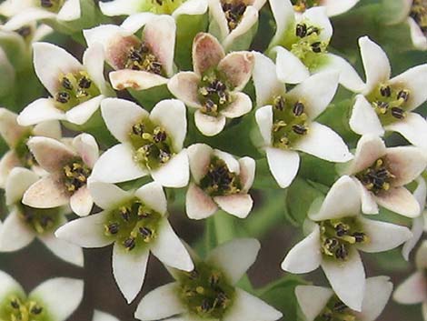 Bastard Toadflax (Comandra umbellata)