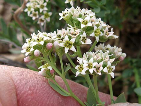 Bastard Toadflax (Comandra umbellata)