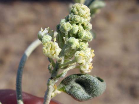 California Croton (Croton californicus)