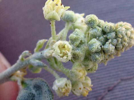 California Croton (Croton californicus)